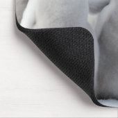 keizerkuikens muismat (Hoek)