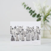 Keizerpinguïn (Aptenodytes forsteri) Briefkaart (Staand voorkant)