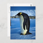 keizerpinguïn in moonlicht briefkaart (Voorkant / Achterkant)