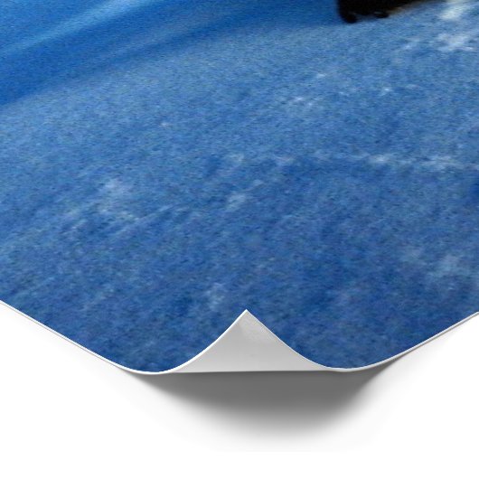 keizerpinguïn in moonlicht poster (Hoek)