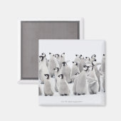 keizerpinguïn magneet (Voorkant / Achterkant)