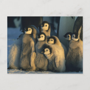 Keizerpinguïnkuikens in crèche, Aptenodytes Briefkaart
