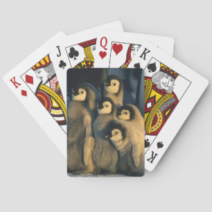 Keizerpinguïnkuikens in crèche, Aptenodytes Pokerkaarten