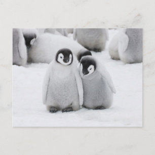 Keizerpinguïnkuikens op het ijs in Antarctica Briefkaart