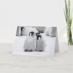 Keizerpinguïnkuikens op het ijs in Antarctica Kaart