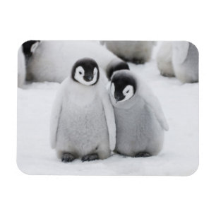 Keizerpinguïnkuikens op het ijs in Antarctica Magneet