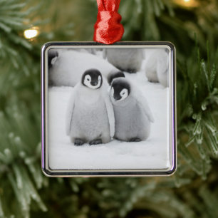 Keizerpinguïnkuikens op het ijs in Antarctica Metalen Ornament