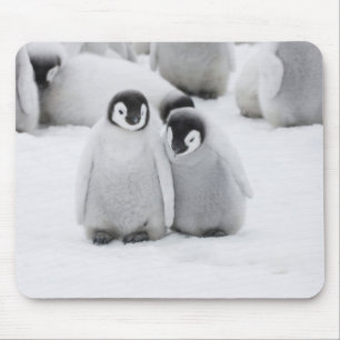 Keizerpinguïnkuikens op het ijs in Antarctica Muismat