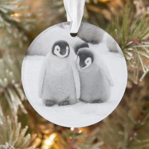 Keizerpinguïnkuikens op het ijs in Antarctica Ornament