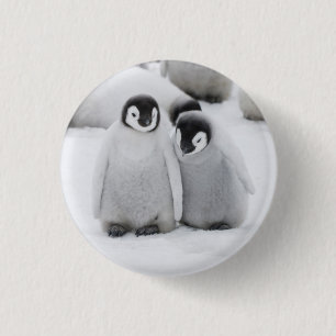 Keizerpinguïnkuikens op het ijs in Antarctica Ronde Button 3,2 Cm