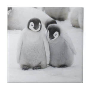 Keizerpinguïnkuikens op het ijs in Antarctica Tegeltje