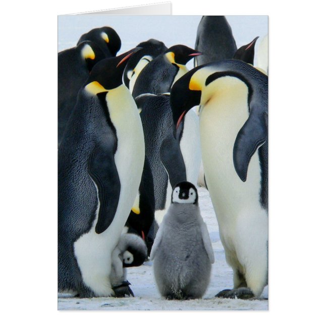 keizerpinguïns (Voorkant)