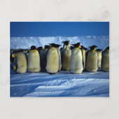 keizerpinguïns met moonlicht briefkaart (Voorkant)