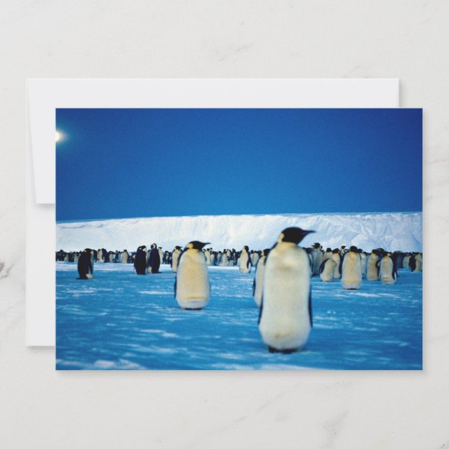 keizerpinguïns met moonlight, Antarctica (Voorkant)