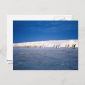 keizerpinguïns met moonlight, Antarctica Briefkaart (Voorkant / Achterkant)