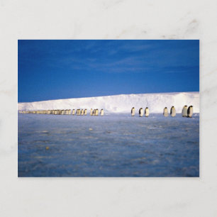 keizerpinguïns met moonlight, Antarctica Briefkaart