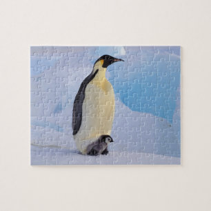 Keizerspinguïn   Aptenodytes Legpuzzel