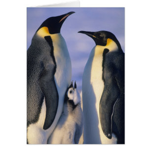 Keizerspinguïns (Aptenodytes forsteri) Volwassenen