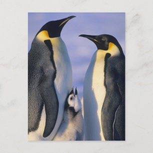 Keizerspinguïns (Aptenodytes forsteri) Volwassenen Briefkaart