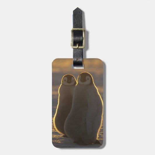 Keizerspinguïns Bagagelabel (Voorkant verticaal)