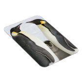 Keizerspinguïns met Chick - magneet (Rechterzijde)