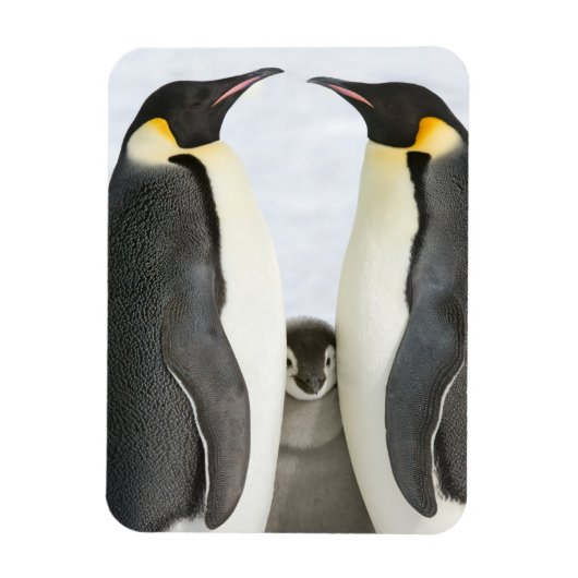 Keizerspinguïns met Chick - magneet (Verticaal)