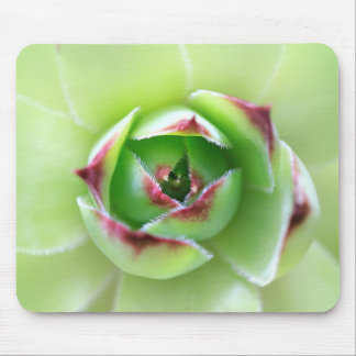Kekker en kippen: prachtig, zacht groen Succulent Muismat