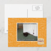 Kelder Kat, licht gedesoriënteerd Briefkaart (Voorkant / Achterkant)
