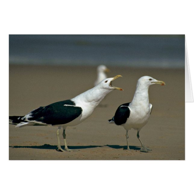 Kelp Gull (Devant horizontal)