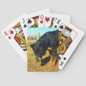 Kelpie Sooky Face Pokerkaarten (Achterkant)