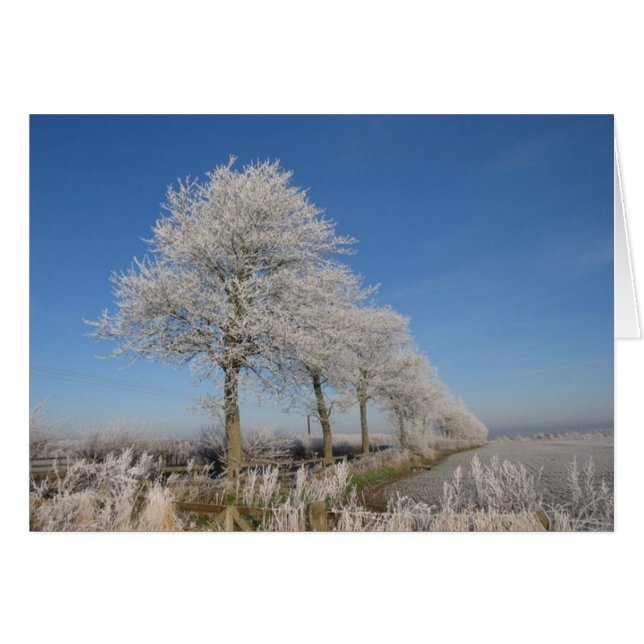 Kelso Trees (Voorkant Horizontaal)