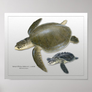 Kemp's Ridley Zee Turtle Adult en Juvenile Print