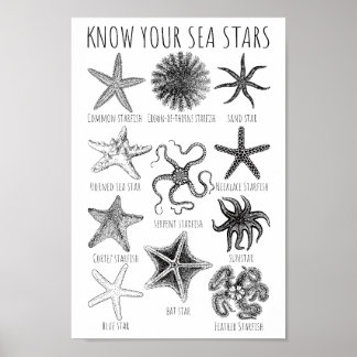 Ken uw Zee sterren - Starvisgroepen Poster