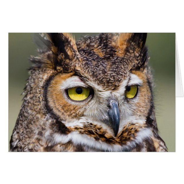 Kendall County, Texas Grote paarden (Voorkant Horizontaal)