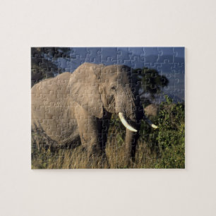Kenia: Amboseli, mannelijke Afrikaanse olifant Legpuzzel