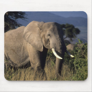 Kenia: Amboseli, mannelijke Afrikaanse olifant Muismat