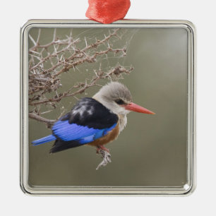 Kenia. Close-up van grijskopijsvogel Metalen Ornament