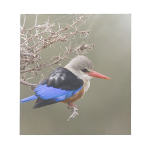 Kenia. Close-up van grijskopijsvogel Notitieblok