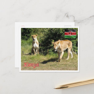 Kenia - Lionesses - Briefkaart
