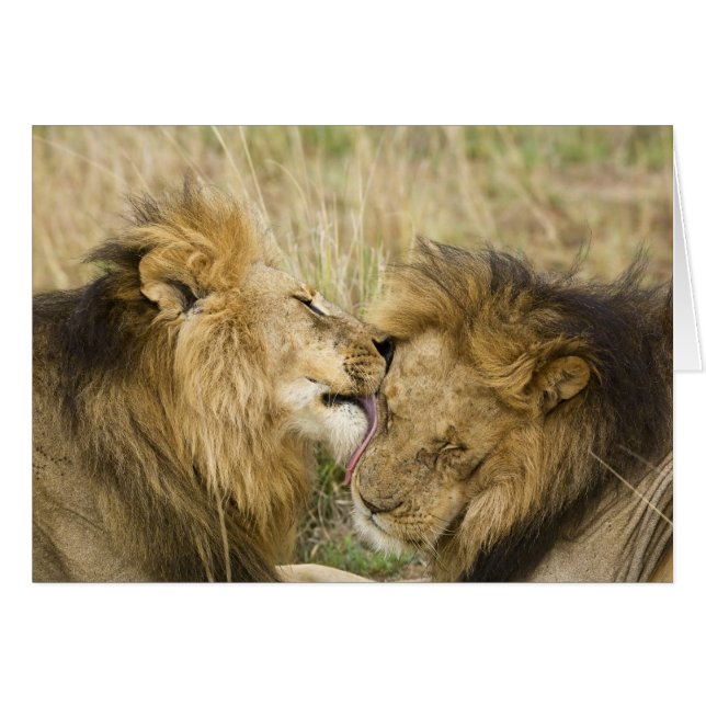 Kenia, Masai Mara (Voorkant Horizontaal)