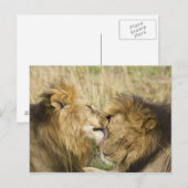 Kenia, Masai Mara Briefkaart (Voorkant / Achterkant)