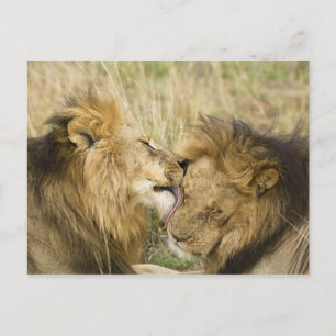 Kenia, Masai Mara Briefkaart
