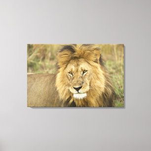 Kenia Masai Mara Canvas Afdruk