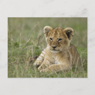 Kenia, Masai Mara Game Reserve. Afrikaanse Leeuw Briefkaart