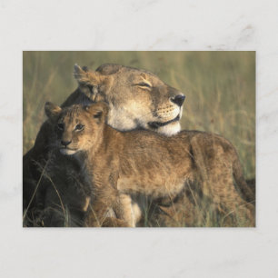 Kenia, Masai Mara Game Reserve, Leeuwin Briefkaart