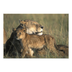 Kenia, Masai Mara Game Reserve, Leeuwin Foto Afdruk