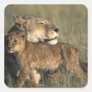 Kenia, Masai Mara Game Reserve, Leeuwin Vierkante Sticker