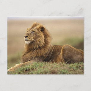 Kenia, Masai Mara Leeuw Briefkaart
