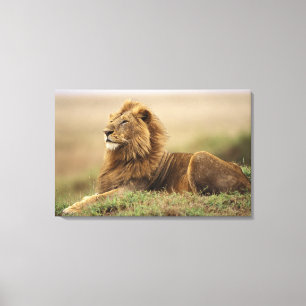 Kenia, Masai Mara Leeuw Canvas Afdruk