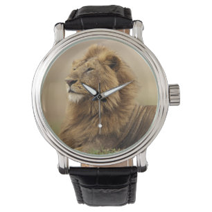 Kenia, Masai Mara   Leeuw Horloge